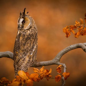 Printable Wildlife photo of long eared owl |Instant Digital Download| Bird photography | Animal Photography | Nature Photography | Wall Art
