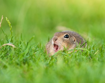 Foto av jordekorrar med vilda djur | Naturfotografi, väggkonst (digital nedladdning)