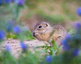 Fotografi av djurlivet med jordekorre | Väggkonst av naturen (digital nedladdning)