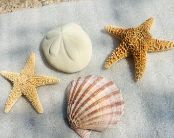 Decoración náutica oceánica para casa de playa con concha de pata de león, galleta marina y estrella de mar.