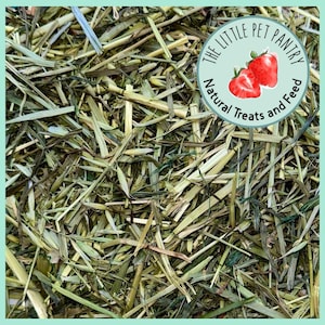 Green Oat Natural Hay Topper Healthy  Feed Safe Forage for Rabbits Guinea Pigs Hamsters and Other Small Animal Nutritious Little Pet Treats