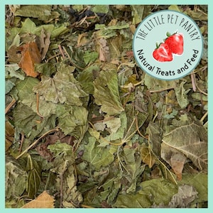 Dried Mulberry Leaves Natural Forage for Small Pet Hay Topper For Bunnies | Rabbits | Guinea Pigs Dehydrated Treats