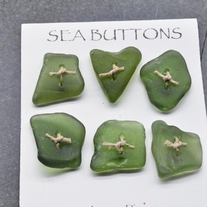 Set von 6 olivgrünen Seeglasknöpfen, Maine Beach gefunden, 3/4 Zoll breit