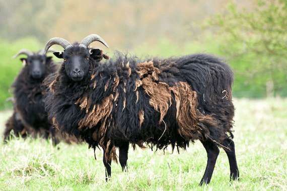 小物 TEN COIN SHEEP BLACK 小物 TEN COIN SHEEP BLACK TEN COIN