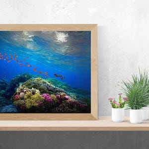 Coral Reef Photography Print Vibrant Underwater Scene Digital Download