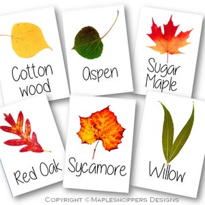 Cartes de table avec noms d'arbres pour mariages d'automne, style plat, lot de 20, 5 x 7 po. Format PDF, cartes de feuilles d'automne, fond blanc, téléchargement immédiat