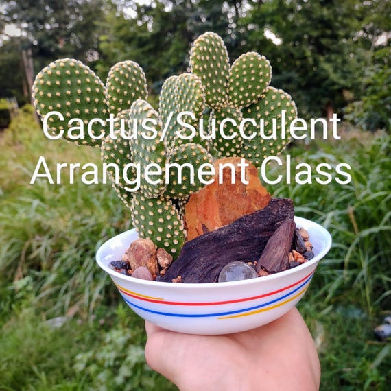 Cactus/succulent Arrangement Class - Etsy
