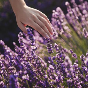 May include: A hand delicately brushes against vibrant purple lavender flowers in a sunlit field. The image captures the detail of the lavender's blooms, with a soft focus on the background. The scene evokes a sense of peace and natural beauty.