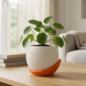 May include: A Pilea peperomioides plant in a white, patterned pot with an orange saucer. The plant has round, green leaves. The pot sits on a wooden table, with a stack of books and a mug nearby.