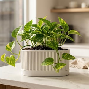 May include: A potted pothos plant with vibrant green and yellow leaves. The plant is in a rectangular, off-white planter with vertical ribbed detailing. The planter sits on a white countertop in a kitchen setting.