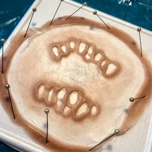 May include: A close-up of a light brown silicone mold of a mouth with teeth, pinned to a white foam surface with silver pins.