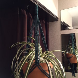 May include: A green macrame plant hanger with a potted plant hanging from it. The plant has long, green and white striped leaves.