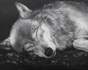 Gray Wolf Original Scratchboard Drawing: Wildlife Art, Endangered Species