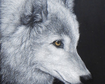 Sung, a gray wolf, original scratchboard drawing, black and white, wolves, wildlife, endangered species