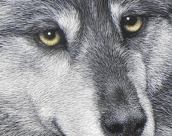 Gray Wolf Original Scratchboard Drawing: Wildlife Art, Golden Eyes