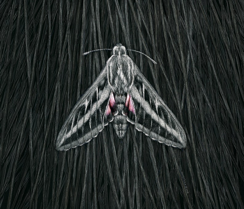Scratchboard Bug White-lined, Sphinx, Moth, Drawing, Original, Scratchboard, Art ...