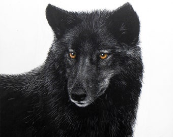 Shania, a gray wolf, original scratchboard drawing, black and white, wolves, wildlife, endangered species