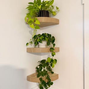 May include: Three wooden corner shelves with plants. The shelves are light brown with a ribbed edge design. The plants have green leaves and are in black and white pots. The shelves are mounted on a white wall.