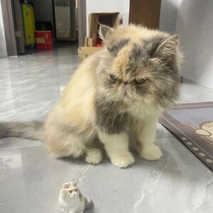K&ouml;nnte beinhalten: Eine flauschige, dreifarbige Katze mit flachem Gesicht sitzt auf einem gefliesten Boden. Eine kleinere, wei&szlig;e und graue Katzenfigur sitzt vor der gr&ouml;&szlig;eren Katze.