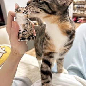 K&ouml;nnte beinhalten: Eine braune, wei&szlig;e und orange getigerte Katze mit gr&uuml;nen Augen schaut auf eine kleine, braune, wei&szlig;e und orange getigerte Katzenfigur. Die Figur wird in der Hand einer Person gehalten.