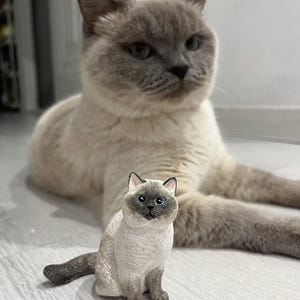 K&ouml;nnte beinhalten: Eine grau-wei&szlig;e Katze sitzt auf einem wei&szlig;en Holzboden. Eine gr&ouml;&szlig;ere grau-wei&szlig;e Katze liegt im Hintergrund.