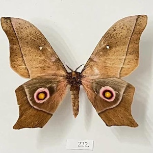 Può includere: Immagine dettagliata di una falena con ali marroni e beige. Le ali presentano un motivo maculato e un marchio a forma di occhio rosa e giallo su ogni ala inferiore. Il numero "222" è stampato su una piccola etichetta bianca.