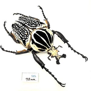 ゴライアス メレアグリス 99㎜ 標本 Yahoo!オークション -「ゴライアス 標本」(虫類) の落札相場・落札価格