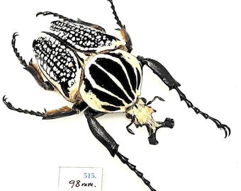 Goliathus, the Small African Goliath Beetle, Preserved Insect With