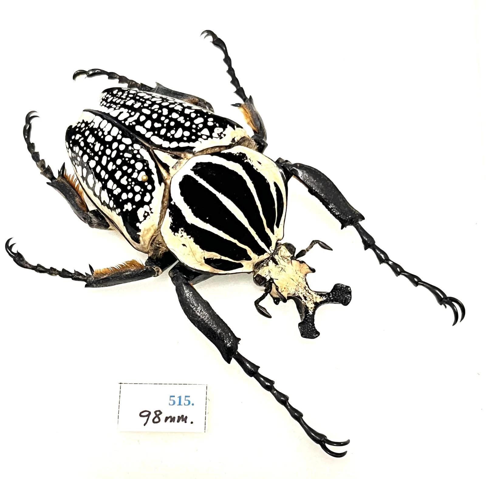 Goliathus meleagris - Etsy 日本