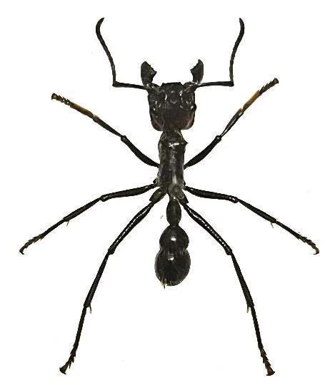 Paraponera clavata - Etsy 日本