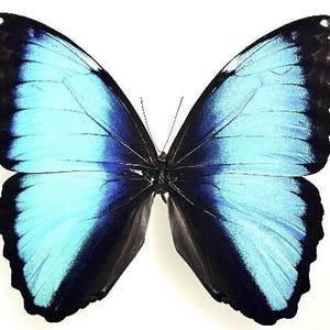 Morphidae- Mounted - Morpho deidamia mariae - Insects for your art projects or entomology collection