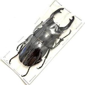 Può includere: Un coleottero nero conservato con grandi mandibole, racchiuso in una teca di plastica trasparente. I dettagli intricati del coleottero sono visibili su sfondo bianco. La teca è rettangolare con un bordo bianco.