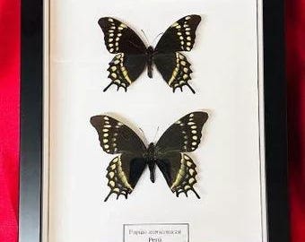 Para! Papilio warscewiczii Real Butterflies w czarnej ramce