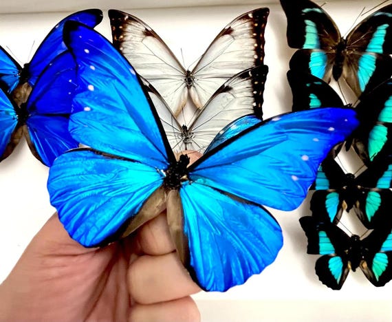 Morphidae - Morpho Rhetenor Cacica - Mounted - Butterflies for