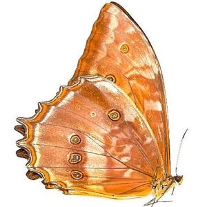 リクエスト品　専用　白色のテセウスモルフォ Morpho theseus - Etsy 日本