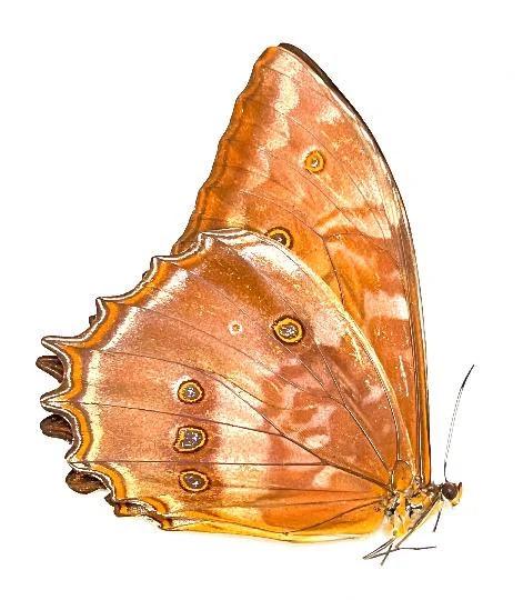 Morpho theseus - Etsy 日本