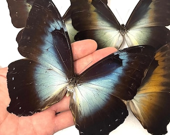 Morpho Cisseis/phanodemus Peru (PE) - Wild Caught - Blue Orange