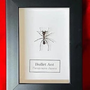 Paraponera clavata - Etsy 日本