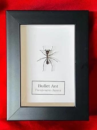 Paraponera clavata - Etsy 日本