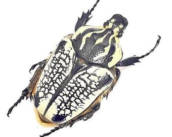 Goliathus Goliatus Rare Specimens by the Unit # 21 to #32 Real