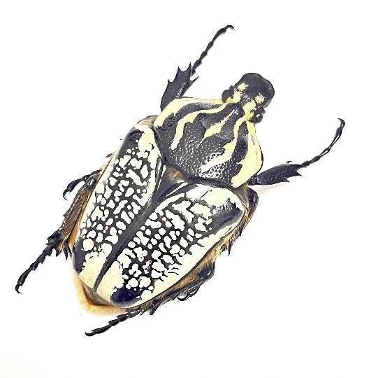 Goliathus orientalis - Etsy 日本