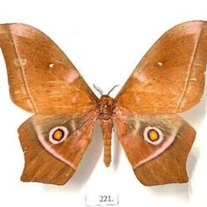 Könnte beinhalten: Ein präpariertes Schmetterlingspräparat mit ausgebreiteten Flügeln, das eine Mischung aus Braun-, Orange- und Rosatönen zeigt. Die Flügel weisen komplizierte Muster auf, darunter augenähnliche Markierungen. Das Präparat ist auf weißem Hintergrund montiert, mit einem kleinen Etikett unten.