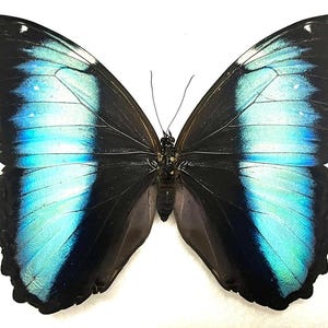 Morphidae - Female! Morpho achilles fagardi - Mounted - Insects for your art projects or entomology collection