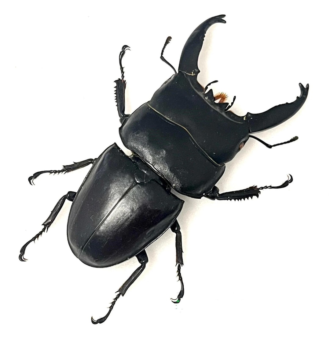 アート・デザイン・音楽 IL CERVo VOLANTE (Coleoptera lucanidae