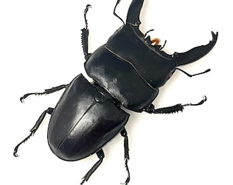 Giant +90mm!!! Lucanidae Dorcus Alcides Mounted - Insects for Your