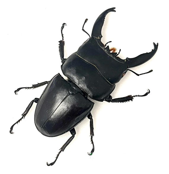 Giant +90mm!!! Lucanidae Dorcus Alcides Mounted - Insects for Your