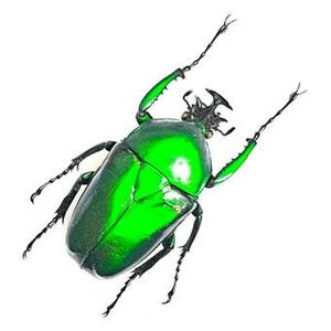 Può includere: Uno scarabeo verde brillante con un guscio lucido e arrotondato e zampe e antenne nere. Il corpo dello scarabeo ha un aspetto segmentato, su uno sfondo bianco.