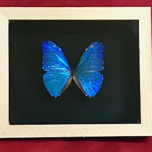 Puede incluir: Una exhibición enmarcada con una mariposa de alas azul vibrante. La mariposa está centrada sobre un fondo negro, encerrada en un marco de madera de color claro. Las alas muestran una llamativa calidad iridiscente.