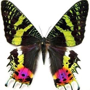 Pode incluir: Uma borboleta vibrante com padrões intrincados nas asas. As asas apresentam uma combinação marcante de preto, verde limão, amarelo e toques de rosa e roxo. O corpo da borboleta é escuro, e as asas estão abertas sobre um fundo branco.