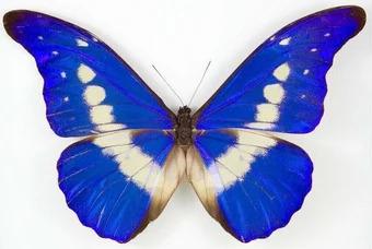 Morpho theseus - Etsy 日本